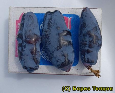 голубой десерт фото ягод жимолости