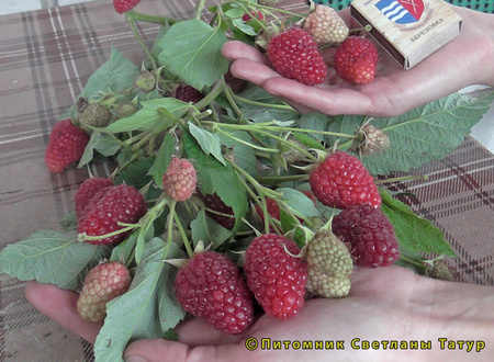 Нижегородец - фото ягод малины