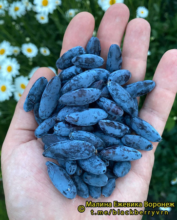 Синий Утёс фото ягод жимолости