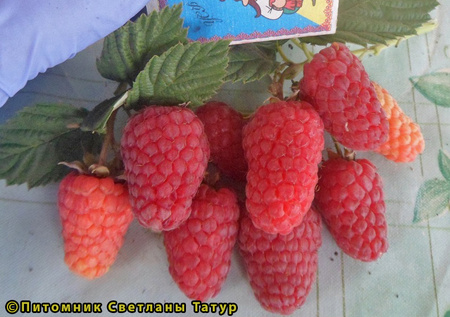 Соколица фото ягод малины