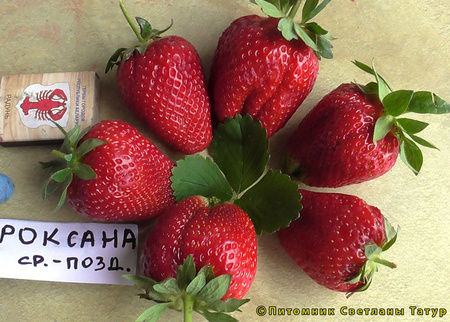 Роксана фото ягод земляники