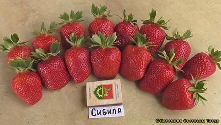  Сибилла фото ягод земляники