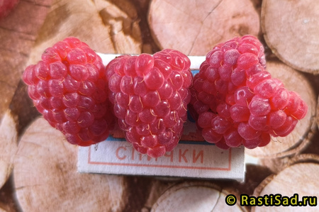 Амира фото ягод малины