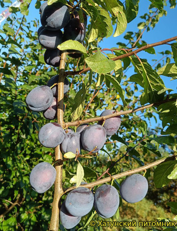 Блю фри фото слив