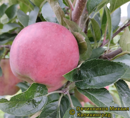 Бребурн фото яблока