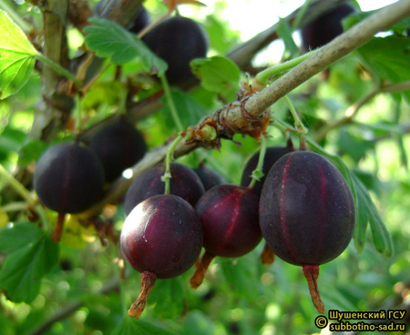 Финик фото ягод крыжовника