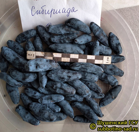 Сибириада фото ягод