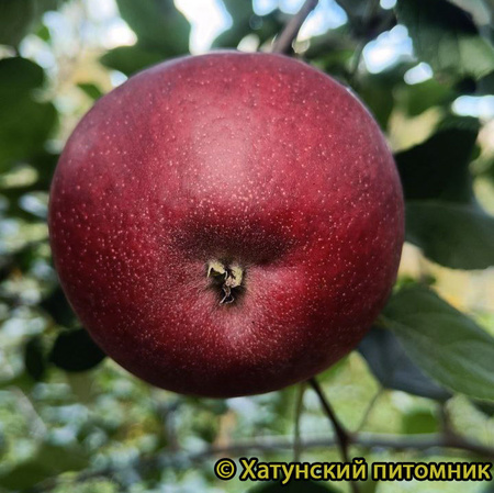 Космик Крисп фото яблока