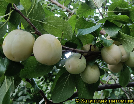 Слива УТРО фото плодов