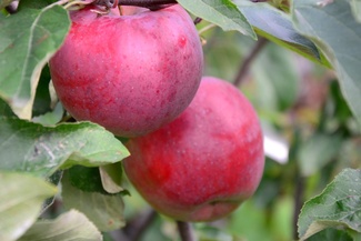 Яблоня Белорусское сладкое плоды