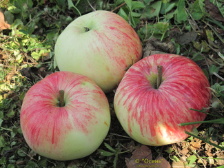 Анис Розово-полосатый яблоки