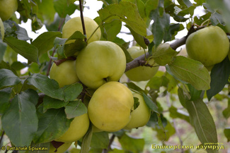 Башкирский Изумруд яблоня