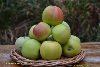Башкирский Изумруд яблоки