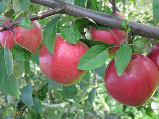 Яблоня Белорусское сладкое  фото