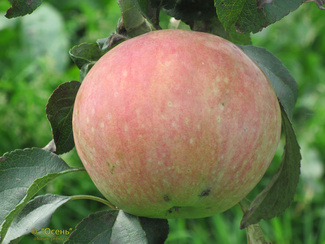Бельфлер башкирский яблоко