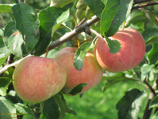Zvonice zvonice