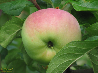 Бессемянка мичуринская яблоко