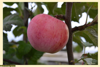Бузовьязовское яблоко