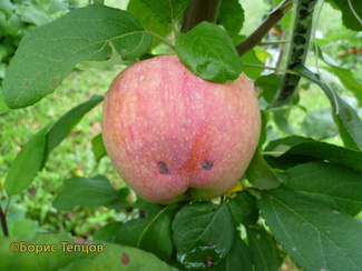 Мэльба яблоко