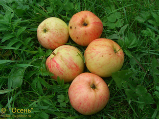 Грушовка московская фото яблок