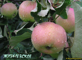 Жигулевское плоды яблоки фото