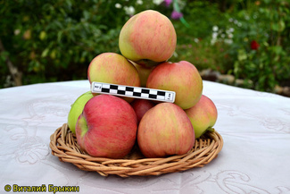 Июльское Черненко фото плодов