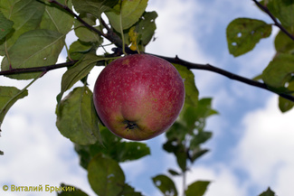 Краса Свердловска фото яблока