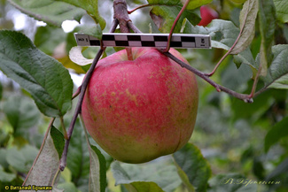 Краса Свердловска яблоко фото