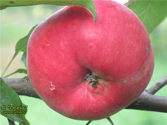 Мантет фото яблока
