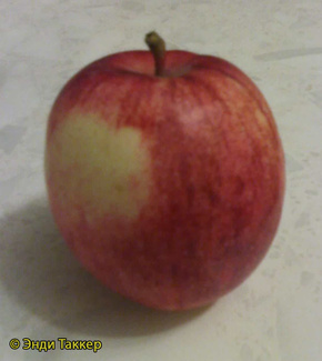 Орловское Полосатое фото яблока