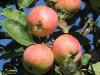 Осеннее полосатое (Штрейфлинг) фото яблок