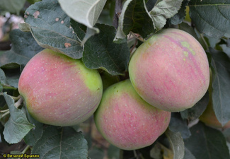 Осеннее полосатое (Штрейфлинг) яблоки на дереве