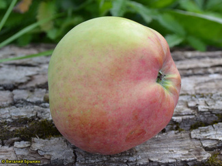 Штрейфлинг фото фото яблока