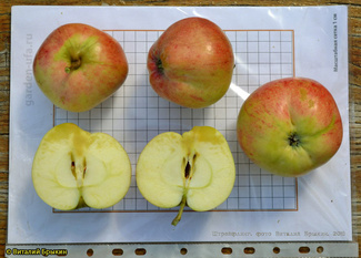 Штрейфлинг фото фото яблок в разрезе