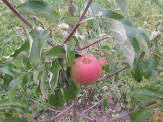 Пинова яблоко