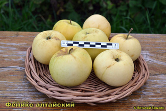 Феникс Алтайский яблоки