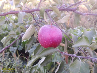 Флорина яблоко на дереве