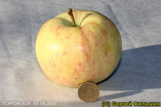 Осиповское яблоко