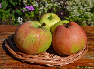 Яблочный Спас плоды