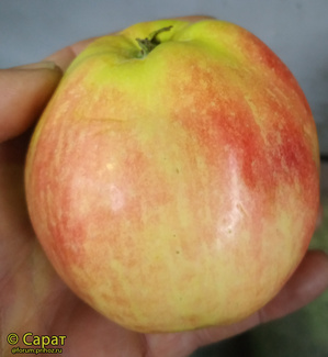 алва фото яблока