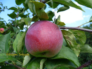 Вильямс Прайд фото яблока