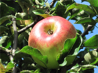 Декабренок фото яблок