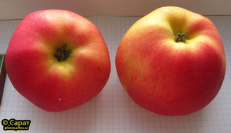Дыямент 2 яблока