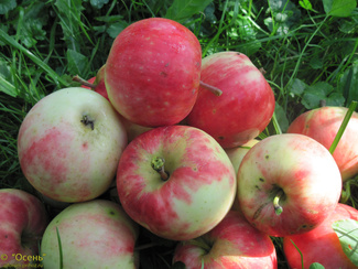 Елгавское летнее яблоки