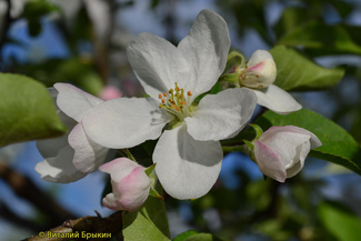 Голден Владимирский яблоня цветение