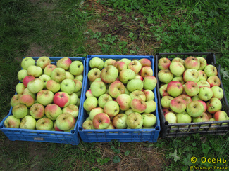 Боровинка ананасная яблоки