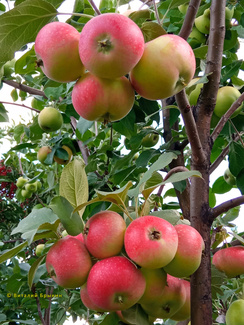 Елена яблоки