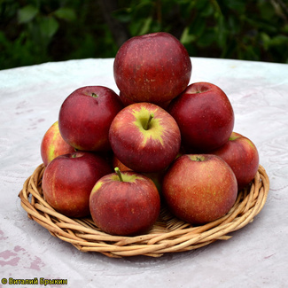 коваленковское яблоки плоды