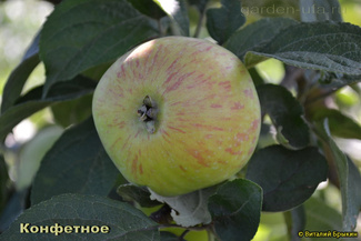 Конфетное яблоко на дереве
