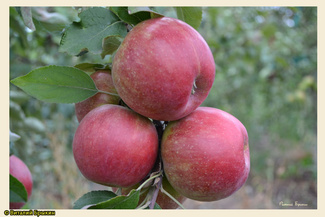 коваленковское яблоки фото